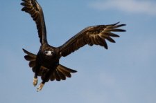 The Wedge Tailed Eagle