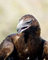 Wedge-tailed Eagle