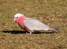 Galah Cockatoo