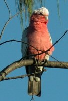 Galah