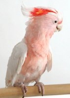 Young Major Mitchell Cockatoo