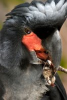 Black Palm Cockatoo