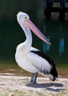 Australian Pelican