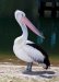 australian birds-pelicans