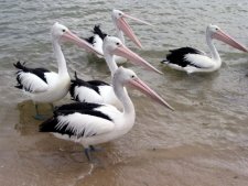 Australian Pelicans