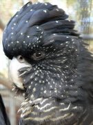 Female Red Tailed Black Cockatoo