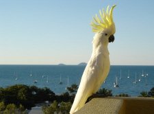 Sulphur-crested Cockatoo crest up