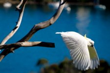 Sulphur-crested Cockatoo flying