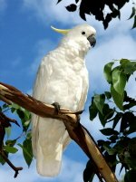 Sulphur-crested Cockatoo