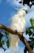 sulphur-crested cockatoo