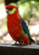 The Western Rosella