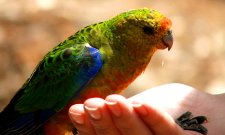 Western Rosella