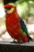 western rosella