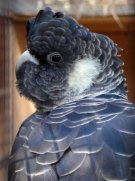 White Tailed Black Cockatoo