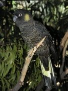 Yellow Tailed Black Cockatoo