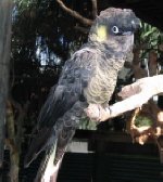 Yellow Tailed Black Cockatoo