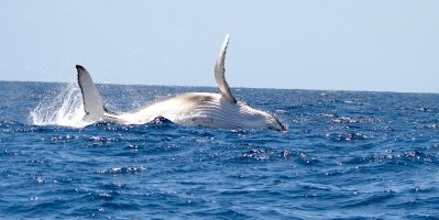 Whale Watching On The Spectacular Gold Coast