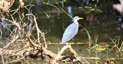 Observe the Birds with the Broome Bird Observatory Western Australia