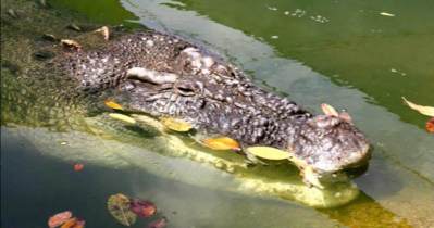 Crocodile in the Kimberleys Western Australia