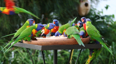 Colourful Lorikeets Feeding